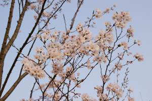 春になると桜の花も美しいですよ。